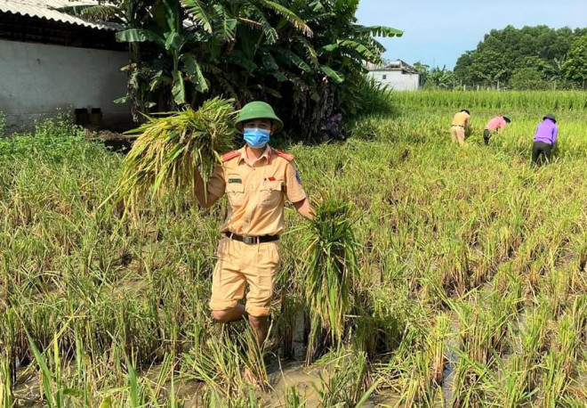 Bí thư huyện ở Thanh Hóa xuống đồng giúp dân gặt lúa chạy bão số 5 - 10