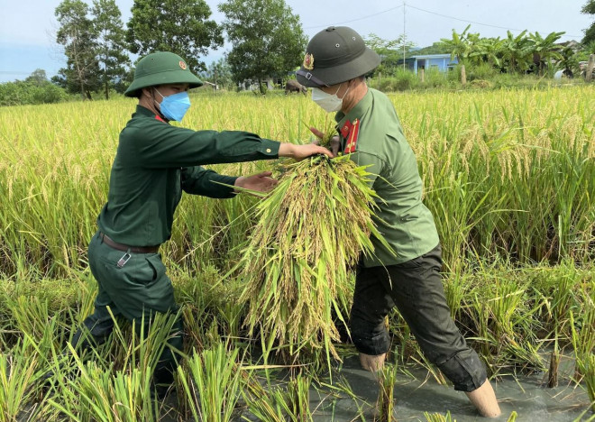 Các chiến sĩ Công an huyện Như Thanh vác lúa lên bờ tại một khu đồng trũng xã Phú Nhuận