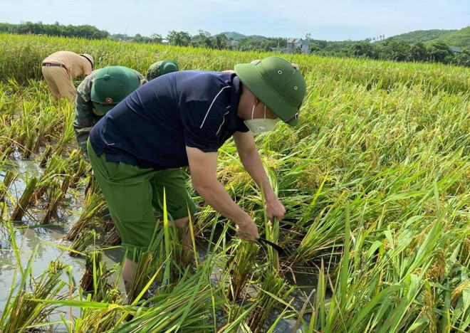 Đến thời điểm này diện tích lúa mùa tại Thanh Hóa đã chín đạt từ 80% trở lên khoảng 23.000 ha