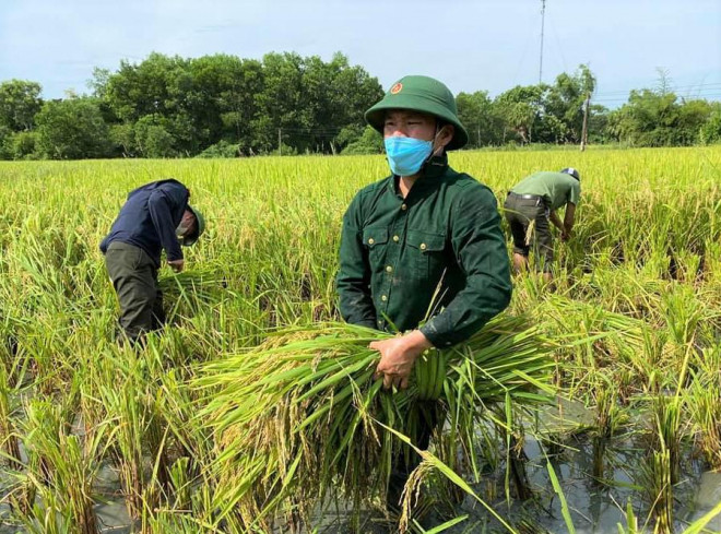 Được biết, vụ Mùa 2021, tỉnh Thanh Hóa gieo cấy 116.587 ha lúa, hiện tại, nhiều diện tích lúa đã bước vào thời kỳ thu hoạch. Tuy nhiên, một số địa phương đang thực hiện giãn cách xã hội theo Chỉ thị 15, 16 của Thủ tướng Chính phủ. Vì vậy, Sở NN-PTNT tỉnh Thanh Hóa đã yêu cầu các địa phương rà soát và hỗ trợ nông dân thu hoạch lúa khi đã chín tới 80%.