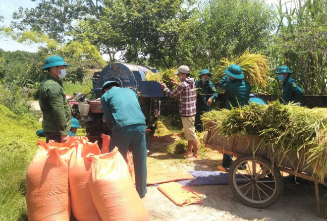 Thanh Hóa thu hoạch đạt trên 10.000 ha, số diện tích còn lại địa phương này đang huy động lực lượng thu hoạch trước khi bão Conson đổ bộ