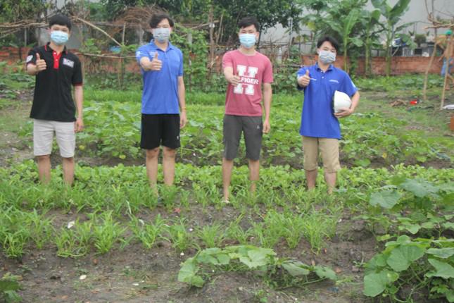 Sau hơn 1 tháng vun trồng, những mẻ rau xanh đã thu hoạch và tiếp tục vươn lên mơn mởn, là thành quả đáng khích lệ của 4 chàng trai xứ Nghệ.