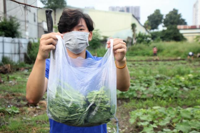 Nhiều loại hoa màu ngắn ngày đã cho sản phẩm như rau muống, mồng tơi...