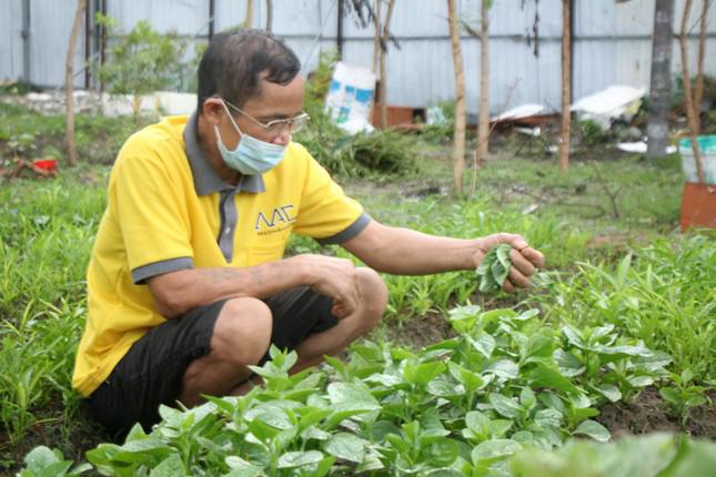 Ông Nguyễn Văn Thi hái rau trên chính mảnh vườn do con trai canh tác.