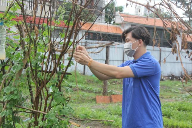 Ngoài một số rau màu trồng theo luống, các bạn cũng gieo thêm các giống cây leo giàn.