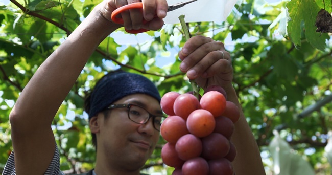 Ngày nay, nho Ruby Roman cùng các loại trái cây khác của Nhật Bản có giá đắt đỏ đang được nhiều người tiêu dùng trên thế giới tìm mua và thưởng thức.
