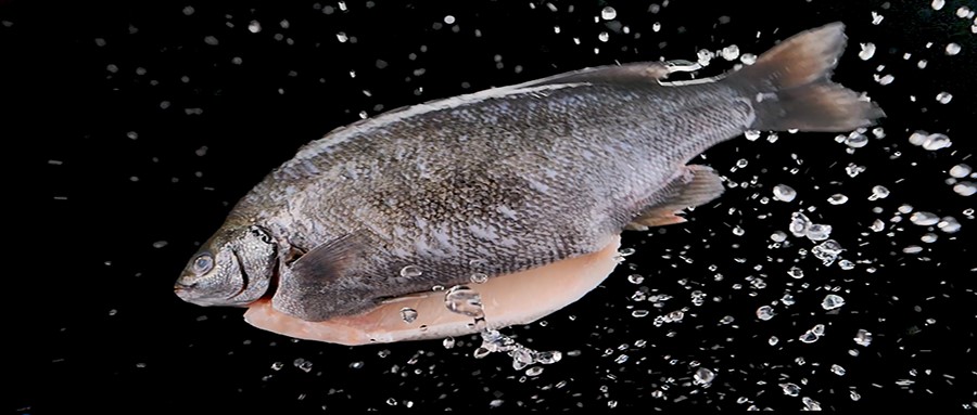 Loại cá có hàm lượng DHA gấp 4 lần cá hồi, nhiều người thích nhưng khó mua - 1