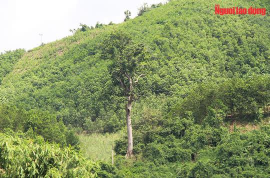 Vườn Quốc gia Bến En có tổng diện tích tự nhiên 14.190,54 ha, trong đó có 12.275,2 ha đất lâm nghiệp. Vùng đất này là nơi phân bố tự nhiên của loài lim xanh, đây là loài cây quý hiếm, đặc hữu của Thanh Hóa