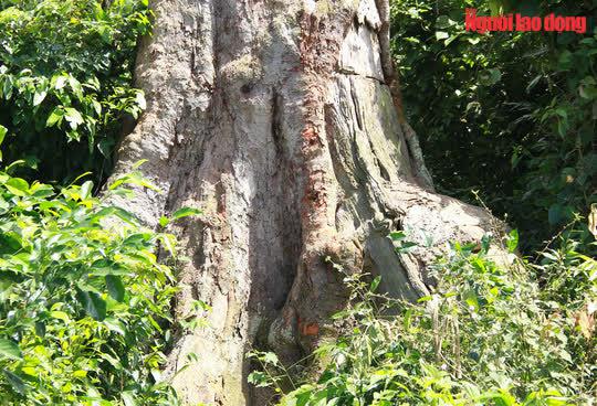 Lim xanh có tên khoa học là Erythrophleum fordii, thuốc loại thực vật phân họ Vang Caesalpiniaceae họ đậu Fabaceae. Hiện nay ở Việt Nam lim xanh được xếp nằm trong 4 loài cây gỗ "tứ thiết" quý hiếm (đinh, lim sến, táu). VQG Bến En là nơi phân bố giống cây này nhiều nhất của tỉnh Thanh Hóa