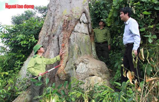 Trên thân cây lim có 2 vết cắt, trong đó có một vết khá lớn được cắt sâu vào thân cây. Đây là dấu tích của những lần "lâm tặc" cố tình tìm cách triệt hạ cây lim. Tuy nhiên, nhờ sự quyết liệt bảo vệ cây đến cùng của lực lượng kiểm lâm mà "cụ cây" còn tồn tại tới bây giờ