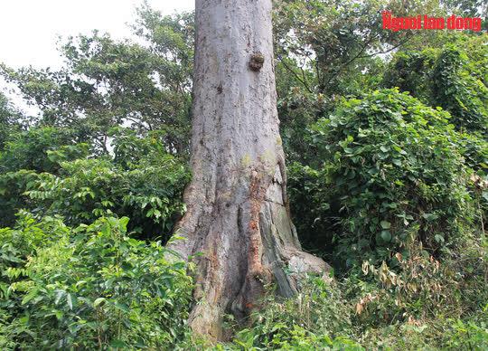 Chẳng ai biết cây lim có từ bao giờ, nhưng theo nhiều người dân địa phương cây "thần mộc" phải hàng ngàn năm tuổi. "Cụ cây" không chỉ là báu vật của VQG Bến En mà còn là biểu tượng của người dân địa phương