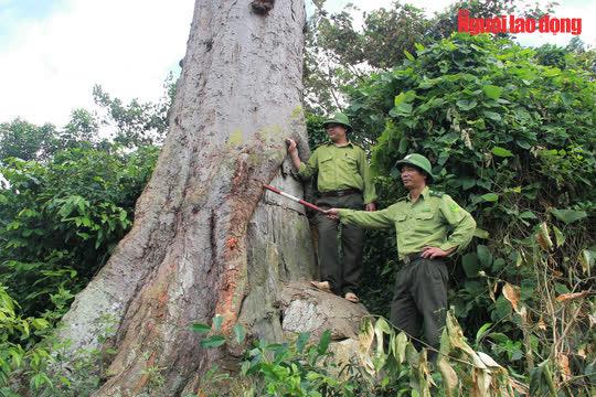 2 cán bộ kiểm lâm VQG Bên En bé nhỏ khi đứng cạnh cây lim ngàn tuổi này