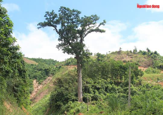 Theo lãnh đạo VQG Bến En, gần 10 năm nay "cụ" lim xanh không còn ra hoa khi bị "lâm tặc" cắt 1/4 đường kính gốc. Tuy nhiên, được lực lượng kiểm lâm bảo vệ, lên phương án chăm sóc, phục tráng, nên cây lim vẫn xanh tốt, vươn mình mạnh mẽ giữa núi rừng.