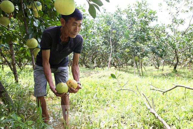 Mấy ngày nay ông Thọ thấp thỏm lo âu khi hơn 2.000 quả bưởi chưa tiêu thụ được trước mùa mưa bão.