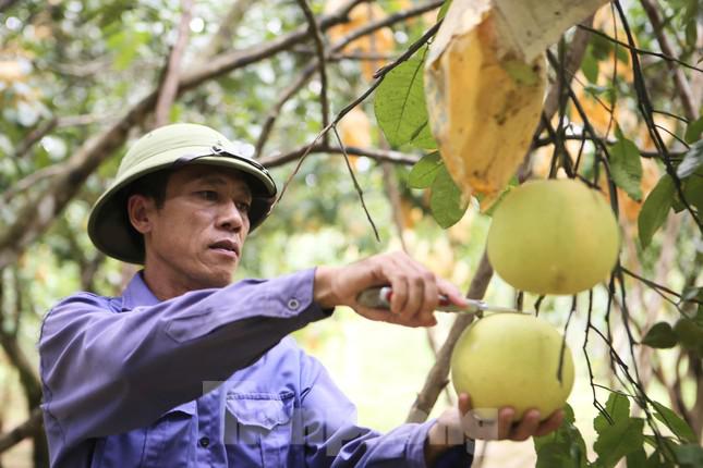 Gia đình ông Hải đang lo lắng trước mưa bão khi còn hơn 3.000 quả bưởi chưa thu hoạch.