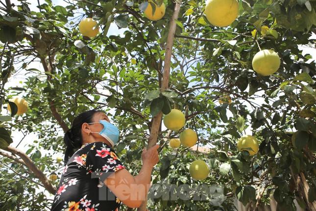 Bà Lường đang dùng cọc gỗ để chống bưởi lên cao phòng ngập lụt.