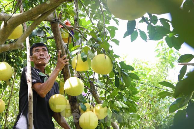 Vì đề&nbsp;phòng bưởi bị ngập lụt, ông Thọ đã dùng những cọc tre chống các cành bưởi thấp lên cao.