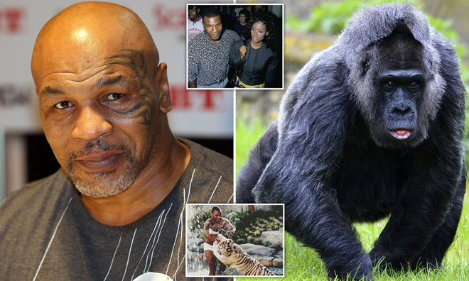 Mike Tyson từng nuôi hổ và muốn đánh nhau với khỉ đột