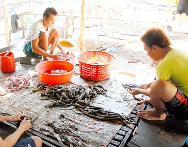 Lượng rắn bắt được nhiều nhất là vào mùa nước nổi ở miền Tây, đây cũng là lúc có&nbsp;nguồn nguyên liệu dồi dào cho bà con chế biến khô rắn
