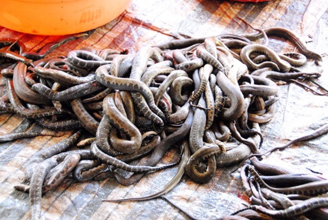 Ướp một ít muối, gia vị vào thịt rắn và trộn đều, sau đó ép mỏng và phơi qua 2-3 nắng là thành sản phẩm bán được trên thị trường.
