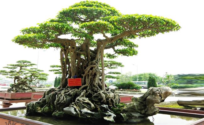 Ngoài bộ sưu tập của đại gia Toàn “đô la”, 1 siêu cây khác có tên “mâm xôi con gà” của ông Nguyễn Nam Thành (Việt Trì, Phú Thọ) cũng từng “gây sốt” khi xuất hiện trên báo ngoại. 
