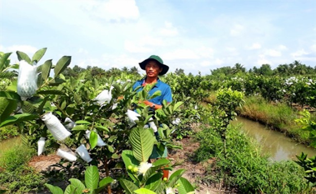 Trên thị trường, giá cây giống ổi nữ hoàng khoảng 30.000 đồng/cây. Quả ổi nữ hoàng loại hữu cơ có giá bán khoảng 65.000 đồng/kg.
