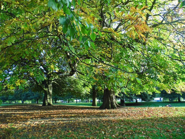 Công viên Hyde, London, Anh: Công viên Hyde nhìn ra những khu vực nổi tiếng ở London, từ cung điện Buckingham đến tháp đồng hồ Big Ben. Công viên có một hồ nước đầy thiên nga, quán cà phê xinh đẹp... Công viên Hyde cũng là một trong những biểu tượng của thành phố này, là điểm đến không thể bỏ qua khi tới London.
