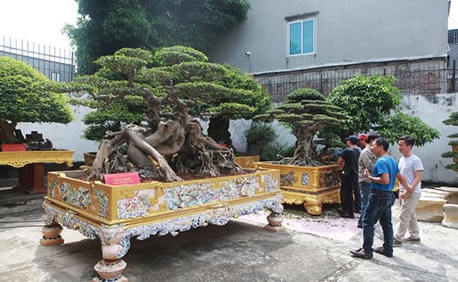 Ở Việt Nam, không khó để bắt gặp những “siêu cây” được định giá lên tới cả chục tỷ, thậm chí là trăm tỷ đồng. 
