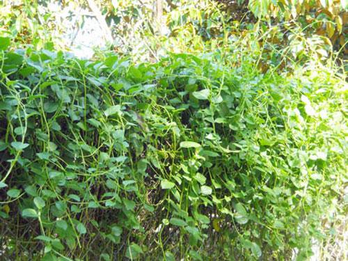 Rau mồng tơi, có nhiều tên gọi khác nhau như mùng tơi, rau chân vịt, rau chân vịt Malabar hay rau bina Ceylon và có tên gọi khoa học là Basella alba, thuộc họ Mồng tơi (Basellaceae).