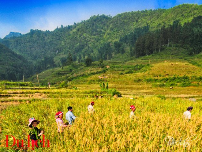 Đồng bào Dao thu hoạch lúa nương