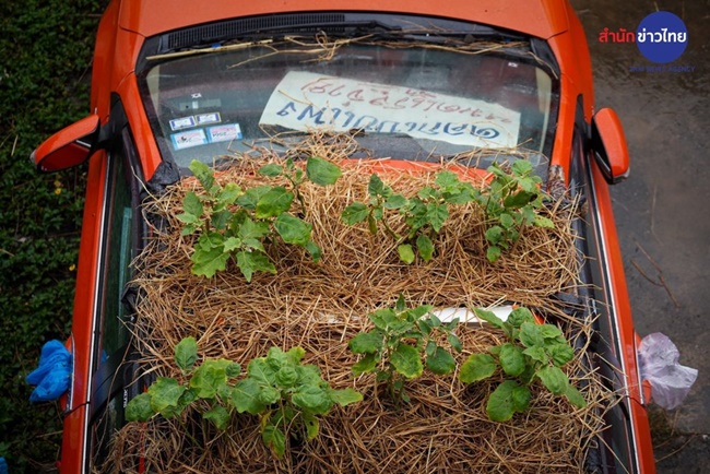 Vì vậy, nhân viên của 2 hợp tác xã này đã biến nóc xe thành nơi trồng cà chua, dưa chuột...
