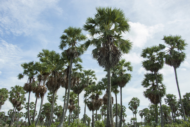 An Giang, “xứ sở của cây thốt nốt”