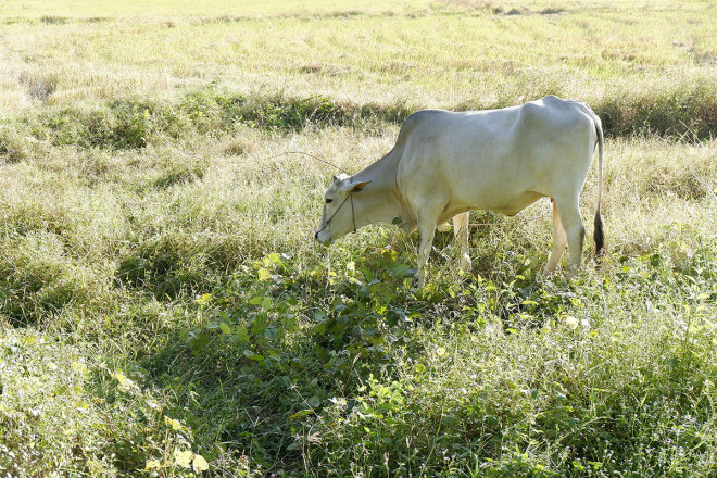 Bò trắng ở An Giang