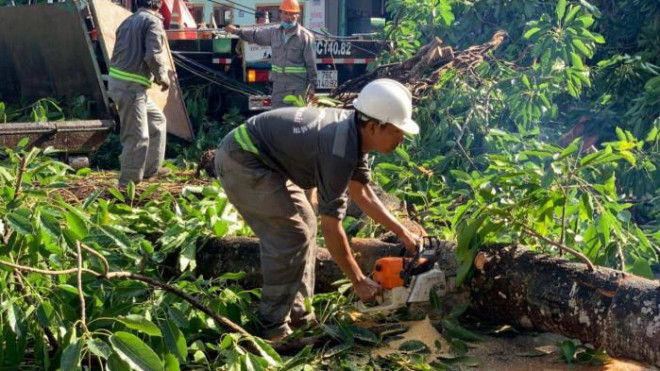 Lực lượng chức năng đã phải ngay lập tức có mặt cắt tỉa để giải phóng khu vực