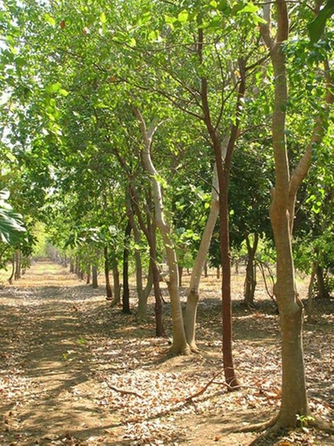 Cây đàn hương là loại cây thân gỗ lớn, cây trưởng thành có chiều cao từ 10 -15m.
