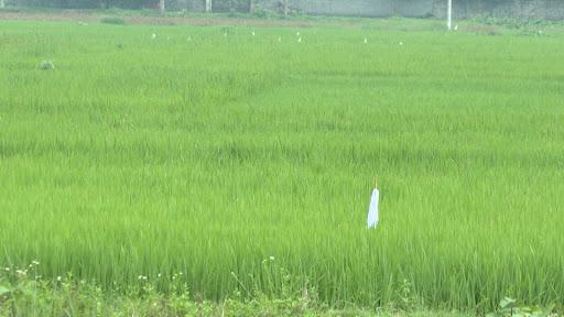 Một cánh đồng lúa tại Thái Bình (ảnh chỉ có tính chất minh hoạ)