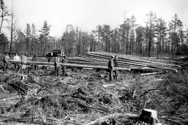 Nhiều cây tuyết tùng lụi tàn từ thế kỷ trước do dùng để khai thác gỗ. Ảnh: New Jersey Parks and Forestry