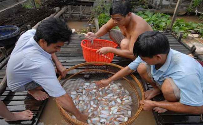 &nbsp;Cá heo nước ngọt sinh trưởng từ 5 - 7 tháng là có thể xuất bán. Sau 10 tháng nuôi, trọng lượng cá thương phẩm đạt khoảng 30 con/kg.
