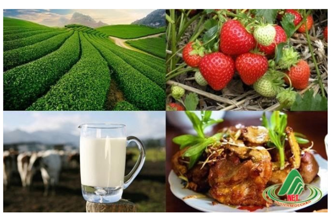 Đặc sản Sơn La – Miến dong Mộc Châu: Nơi trao giá trị qua từng sản phẩm - 1