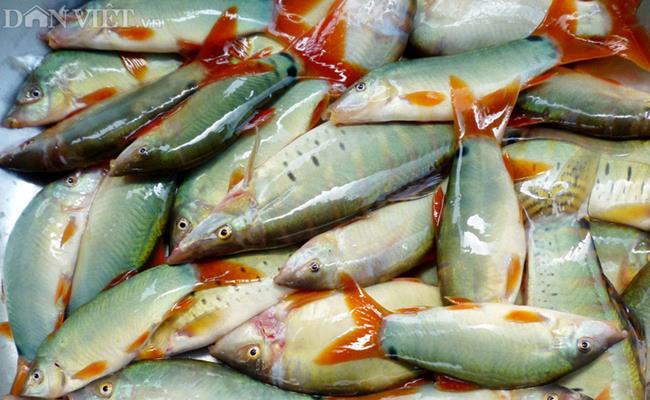 Giá bán của cá heo nước ngọt tự nhiên dao động từ 110.000 – 150.000 đồng/ kg, loại nuôi thịt thương phẩm đắt hơn, từ 280.000 - 380.000 đồng/kg.

