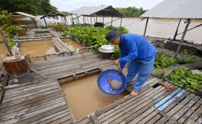  Nuôi cá heo nước ngọt không khó nhưng muốn đạt năng suất cao phải nắm vững kỹ thuật, tập quán sinh sống của chúng. Lồng bè phải được đặt những nơi nước sạch và có dòng chảy mạnh.
