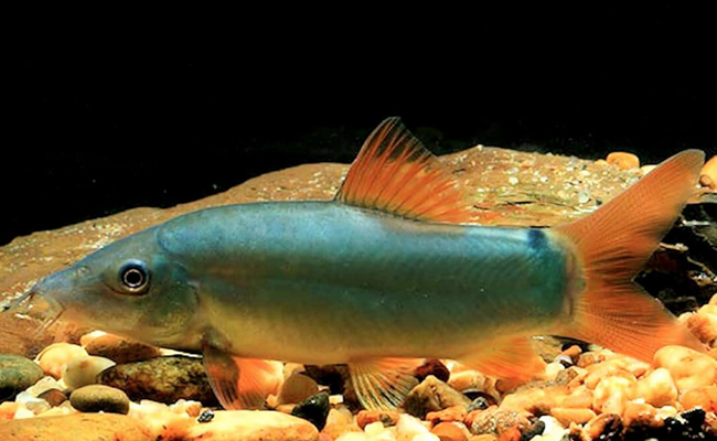Cá heo nước ngọt có thân mình hơi xanh bóng, đuôi màu đỏ cam, đầu có 2 ngạnh nhọn. Con lớn nhất có chiều dài khoảng 10cm.
