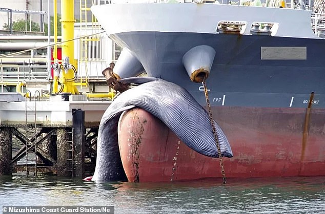Xác cá voi mắc kẹt ở mũi tàu chở dầu Nhật Bản.