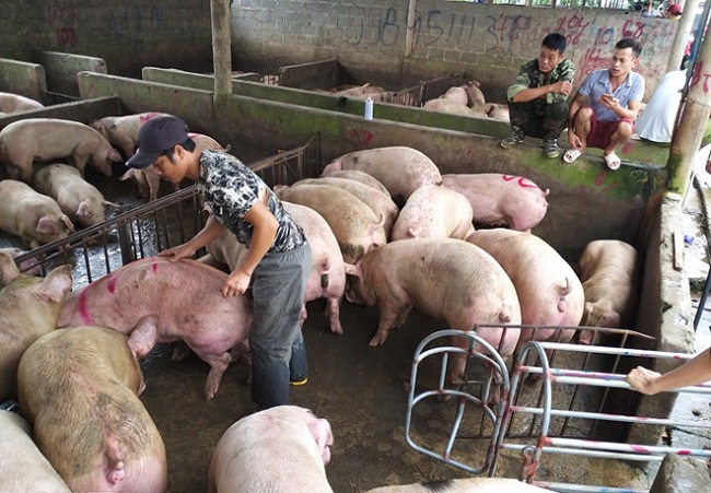 Giá lợn hợi tại một số địa phương miền Bắc&nbsp;xuống giảm sâu, còn khoảng 46.000 - 47.000 đồng/kg