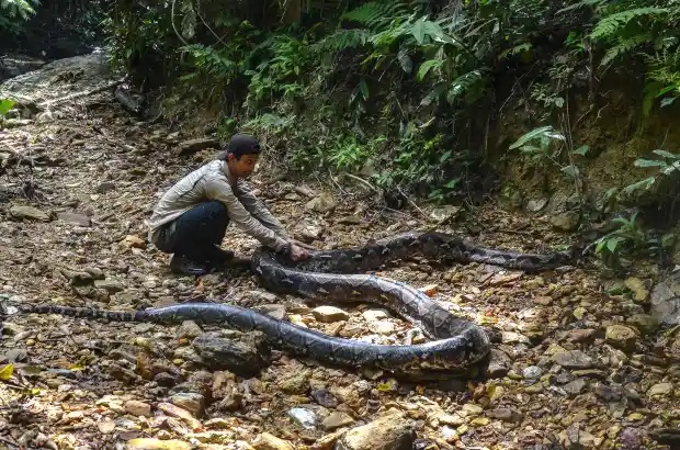 Con trăn sau đó được thả về môi trường tự nhiên.