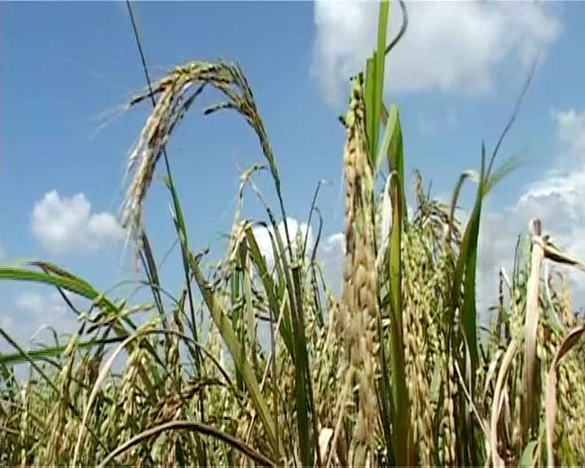 Đây là giống lúa dẻo dai, có khả năng chống chọi sâu bệnh tốt và được gieo trồng vào mùa lũ để có thêm thu nhập cho người dân.
