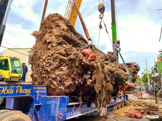 Ông Bùi Đức Chí, trú phường Trương Quang Trọng chia sẻ: "Cây đa bỗng dưng ngã đổ đã để lại một khoảng trống rất lớn cho dân làng. Người dân nơi đây sống đã qua bao đời rất quý cụ đa nên khi cụ ngã đổ ai nấy đều rất buồn. Chúng tôi hi vọng cụ đa khi đến nơi ở mới sẽ sống để gìn giữ lại báu vật cho muôn đời sau".