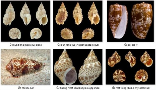 Chất độc của ốc thuộc dạng "conotoxin" sẽ làm tê liệt cơ thể, ức chế hô hấp dẫn đến tử vong.