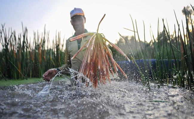 Ngoài ra, năn bộp còn có tác dụng chữa ban đỏ ở trẻ nhỏ. Đây cũng là loại thảo dược tốt cho người mới ốm dậy.&nbsp;
