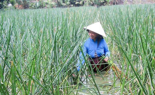 Cây năn bộp trồng 2 tháng là cho thu hoạch, nhổ xoay vòng, trung bình mỗi ngày các hộ dân gom được khoảng 100kg, trừ chi phí còn lời khoảng trên 500.000 đồng.
